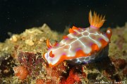 Aquatiques Underwaters